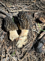 Morchella angusticeps