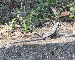 Sceloporus consobrinus
