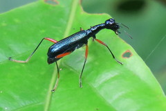 Neocollyris