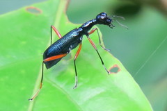 Neocollyris
