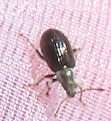 Phyllobius viridicollis
