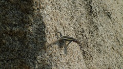 Sceloporus smithi