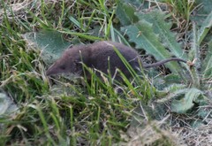 Crocidura suaveolens