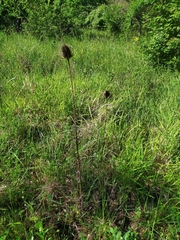 Dipsacus fullonum