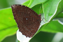 Elymnias hypermnestra beatrice