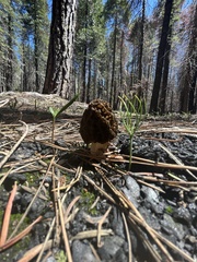 Morchella angusticeps