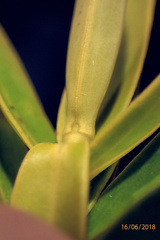 Veronica subfulvida