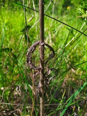 Dipsacus fullonum