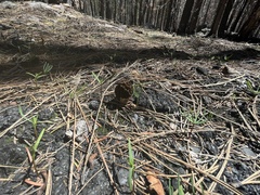 Morchella angusticeps