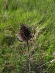 Dipsacus fullonum