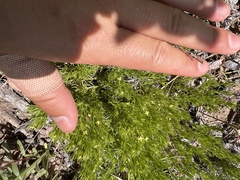 Leptosiphon floribundus