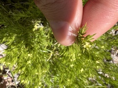 Leptosiphon floribundus