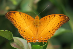 Vindula dejone erotella