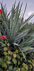 Agave fourcroydes