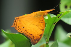 Vindula dejone erotella