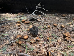 Morchella angusticeps