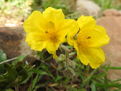 Helianthemum