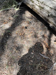 Morchella angusticeps