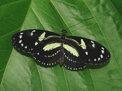 Heliconius atthis