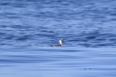 Phalaropus fulicarius