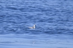 Phalaropus fulicarius