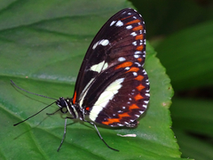 Heliconius atthis