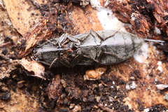 Paraphotistus impressus