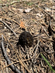 Morchella angusticeps