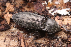 Paraphotistus impressus
