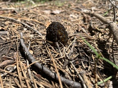 Morchella angusticeps