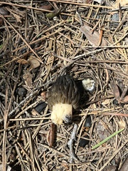 Morchella angusticeps