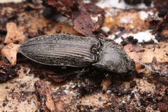 Paraphotistus impressus