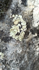 Squamarina periculosa