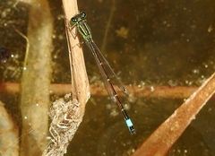 Ischnura saharensis