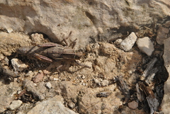 Pamphagus ortolaniae