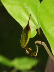 Aristolochia paramaribensis
