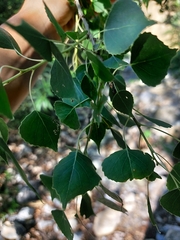 Populus mexicana