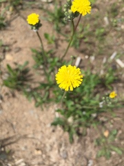 Pilosella piloselloides