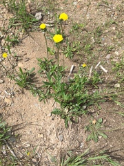 Pilosella piloselloides