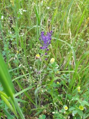 Muscari comosum