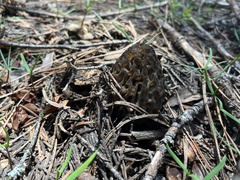 Morchella angusticeps