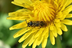 Tenthredo talyshensis