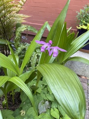 Bletilla
