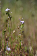 Gilia clivorum