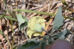 Physalis mollis