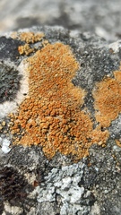 Pyrenodesmia variabilis