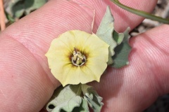 Physalis mollis