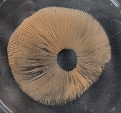 Pholiota decorata
