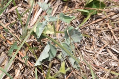 Physalis mollis