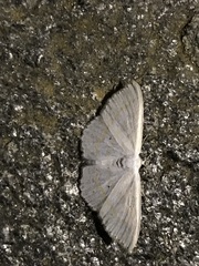 Scopula immutata